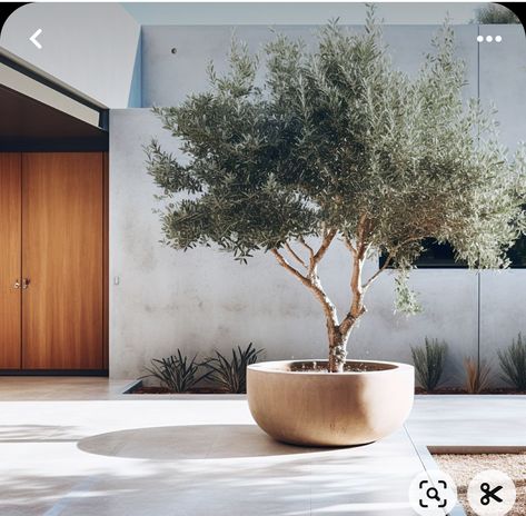 Olivier En Pot, Potted Olive Tree, Outdoor Gardens Design, Potted Trees, Mediterranean Garden, House Landscape, Garden Trees, Olive Tree, Small Backyard Landscaping