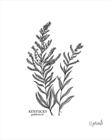 Two stems of goldenrod, the state flower of Kentucky. Available as a digital download in the following sizes: 5x7, 8x10, 11x14, 16x20 and 18x24. Goldenrod Flower Drawing, Goldenrod Flower Tattoo, Nebraska Tattoo Ideas, Goldenrod Drawing, Goldenrod Tattoo, Kentucky Tattoo, Nebraska Tattoo, Kentucky State Flower, Tattoo 2022