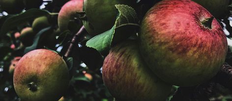 Mabon is upon us! Do you have any plans for the autumn equinox? Autumn Zenith shares a wonderful Apple Magick Banishing Spell for you to use this Mabon! Sister Circle, Banishing Spell, Autumnal Equinox, Moon Magic, The Witch, Natural Jute, Relaxing Music, Witch, Wonder