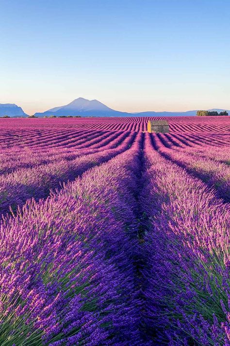 Everything you need to know before visiting the lavender fields in Provence. Including tips about where to stay, how to get around, where to find the best lavender fields and how to get there! #provence #lavenderfields #shewandersabroad | Best lavender fields in Provence | Lavender fields photography tips | France Travel Tips | Provence lavender fields travel tips | Provence Lavander | Lavender fields photoshoot ideas | French Lavender Fields | Provence lavender fields photos Lavender Fields France, Fields Photoshoot, Provence Lavender Fields, French Lavender Fields, Lavender Fields Photography, Field Wallpaper, Provence Lavender, Lavender Garden, Lavender Field