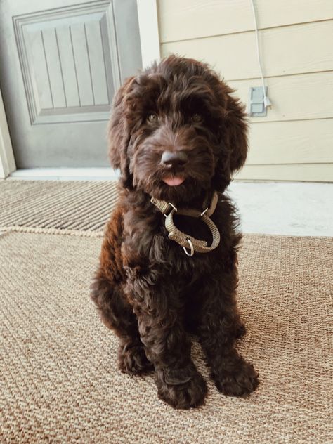 Chocolate Brown Labradoodle, Brown Doodle Dog, Chocolate Mini Labradoodle, Chocolate Doodle Dogs, Golden Aussiedoodle, Chocolate Labradoodle Puppy, Brown Cockapoo, Chocolate Labradoodle, Labradoodle Dogs