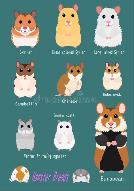 Collection Of Hamster Breeds Stock Vector - Illustration of face, animal: 135389838 Types Of Hamsters, Kandang Hamster, Robo Hamster, Hamster Breeds, Bear Hamster, Hamsters As Pets, Hamster Life, Hamster Names, Hamster Habitat