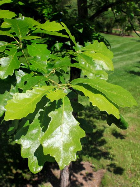 Burr Oak Tree, Windbreak Trees, Oak Tree Leaves, Highbush Cranberry, Burr Oak, Spruce Trees, White Spruce, Japanese Tree, Garden Centers