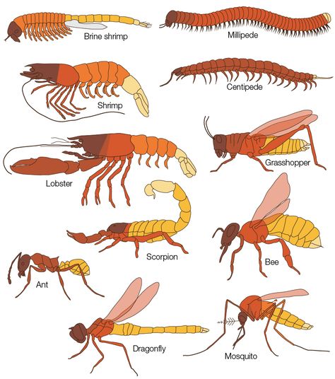 Science Learning, Animal Anatomy, Arthropods, Insect Art, Scientific Illustration, Animal Facts, Mythical Creatures Art, Prehistoric Animals, Bugs And Insects