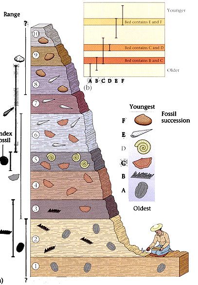 Archaeology For Kids, Geologic Time Scale, History Of Earth, Biology Labs, 6th Grade Science, Earth And Space Science, For Dummies, Homeschool Science, Middle School Science