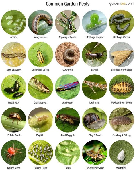 Garden Pests Identification, Tomato Hornworm, Organic Fertilizers, Flea Beetles, Organic Gardening Pest Control, Cabbage Worms, Tattoo Plant, Cucumber Beetles, Garden Insects