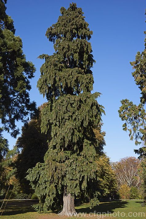 Chamaecyparis lawsoniana 'Pendula Vera', a very narrow upright weeping-branched cultivar of the Lawson cypress of western North America. Slender Cypress Trees, Leland Cypress Trees, Lawson Cypress, Weeping Nootka Cypress, Lone Cypress Tree California, Chamaecyparis Lawsoniana, Pictures Of Plants, Amazing Trees, Plant Pictures