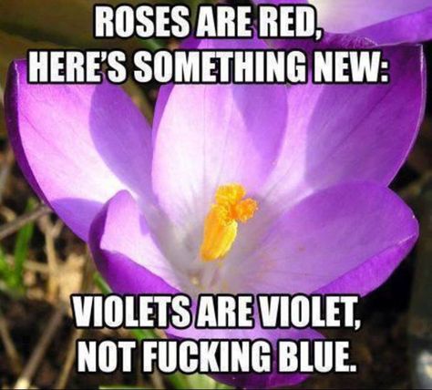 Roses Are Red Memes, Roses Are Red Funny, Roses Are Red Poems, Funny Poems, Roses Are Red, Bones Funny, The Words, Funny Cute, Purple Flowers