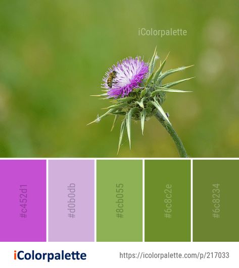 Color Palette Ideas from Silybum Thistle Flower Image Thistle Colour Palette, Thistle Color Palette, Scottish Highlands Color Palette, Scottish Colour Palette, Thistle Color, Thistle Art, Best Color Palettes, Party Palette, Bnb Ideas