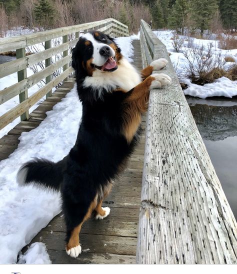 Burnese Mountain Dog, Burmese Mountain Dogs, Big Fluffy Dogs, Bernese Dog, Bernese Mountain Dog Puppy, Apartment Dogs, Very Cute Dogs, Fluffy Dogs, Mountain Dog