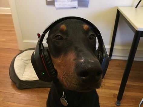 Goofy Dog, Doberman Puppy, Doberman Dogs, Silly Dogs, The Other Half, Silly Animals, Other Half, Doberman Pinscher, Animal Photo