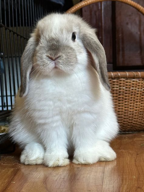 Holland Lop Bunnies Aesthetic, Grey Holland Lop Bunny, Holland Lops Bunnies, Mini Holland Lop Bunnies, Bunny Cutest Aesthetic, Holland Bunnies, Cute Bunnies Aesthetic, Holland Rabbit, Holland Lop Bunnies For Sale