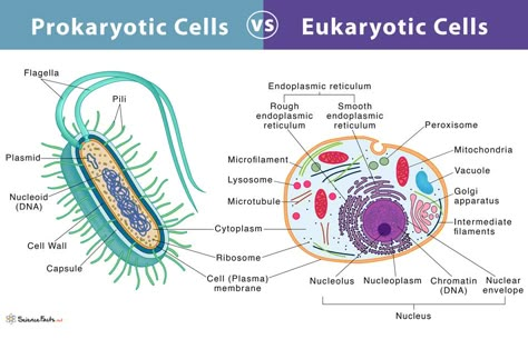 Eukaryotes And Prokaryotes, Biology Notes Prokaryotes And Eukaryotes, Prokaryotic Vs Eukaryotic Cells, Prokaryotes And Eukaryotes, Prokaryotes Vs Eukaryotes, Hydrogen Element, Prokaryotic And Eukaryotic Cells, Single Celled Organisms, What Is Cell