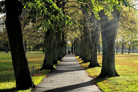 Victoria Park,Leicester Leicester England, Victoria Park, Beautiful Park, Summer 24, Leicester, Our World, The Locals, England, Forest