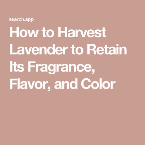 How to Harvest Lavender to Retain Its Fragrance, Flavor, and Color Lavender Companion Plants, Harvest Lavender, Fresh Floral Arrangements, Bright Bouquet, Entertaining Dinner, Wedding Party Planning, Container Gardening Flowers, Hydrangea Not Blooming, Lavender Plant