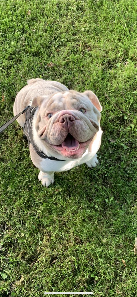 Lilac Merle English bulldog for stud For Stud West Sussex - Forever Puppy Merle English Bulldog, Labradoodle Miniature, Forever Puppy, American Bulldog Puppies, Wrinkle Dogs, Toy Bulldog, Cute Bulldog Puppies, Cute Bulldogs, Cute Reptiles