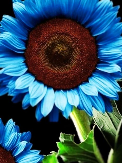 25 Blue Sunflower Seeds Plants Garden Plants bonsai rare flower colorful organic.  These seeds are hybrids and the color blue is not guaranteed.  However, If you are not happy with the color or seeds for ANY reason, we offer a 100% money back guarantee. Teal Sunflower, Summer Blooming Flowers, Sunflower Iphone Wallpaper, Summer Plant, Growing Sunflowers, Gardening Planting, Blue Sunflower, Outside Plants, Sunflowers And Daisies