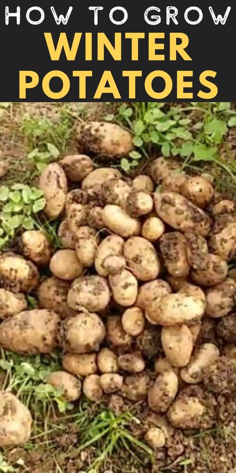 Learn how to grow winter potatoes with these easy step by step instructions. Growing Potatoes Indoors Winter, Growing Potatoes In The Fall, Can You Plant Potatoes In The Fall, Winter Veggies To Grow, Winter Planting Vegetables, Growing Potatoes In Containers Diy, Container Potatoes Gardening, Planting Potatoes In The Fall, Potato Growing Ideas