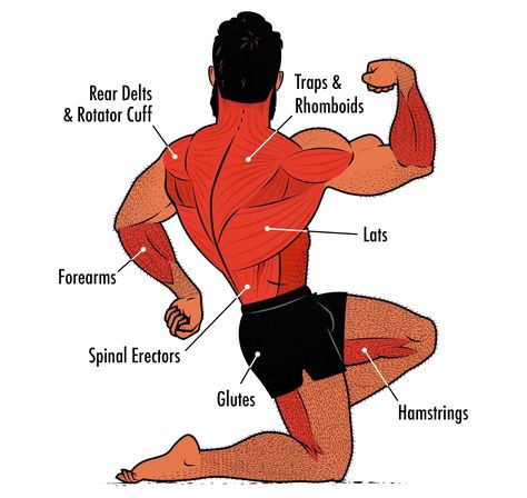 Are Deadlifts a Back or Leg Exercise? Where Do You Put Them? Dumbbell Back Workout, Pull Day, Pull Day Workout, Deadlift Variations, Hypertrophy Training, Muscles Workout, Back Day Workout, Leg Routine, Push Pull Legs