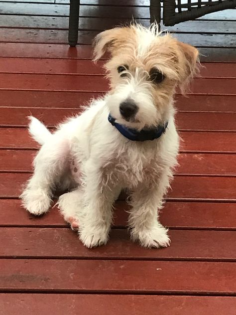 Murphy our Jack Russell Terrier Jack Russell Wire Hair, Parsons Russell Terrier, Long Haired Jack Russell Terrier, Wire Haired Jack Russell Terrier, Schnoodle Dog, Jack Terrier, English Terrier, Scruffy Dogs, Small Terrier