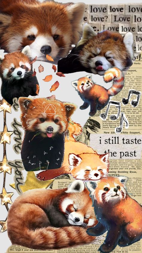 #myfirstshuffle Trash Panda Wallpaper, Red Panda Cute Wallpaper, Red Panda Background, Red Panda Wallpaper Iphone, Red Panda Aesthetic, Red Panda Wallpaper, Orange Panda, Panda Wallpaper Iphone, Panda Background