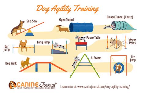 Diy Dog Agility Course, How To Make A Dog Agility Course, Beginner Agility Training For Dogs, Agility Equipment For Dogs, Dog Agility Course Diy, Dog Agility Course Maps, Dog Play Area, Dog Daycare Business, Dog Agility Course