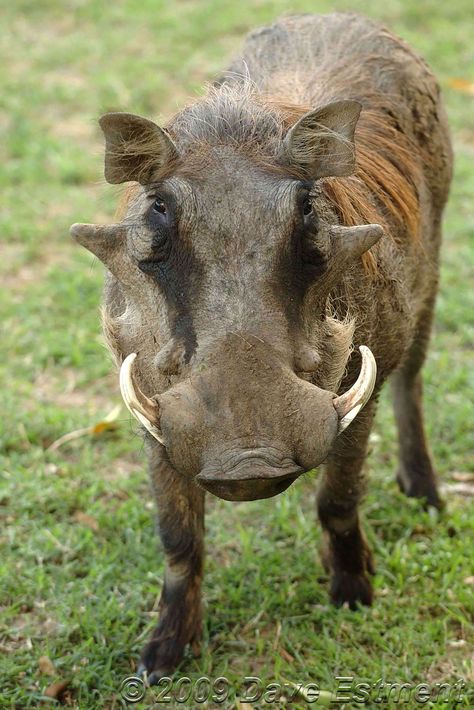 Wart Hog, Wild Pig, Different Types Of Animals, Africa Wildlife, Types Of Animals, African Wildlife, African Safari, African Animals, Animals Of The World