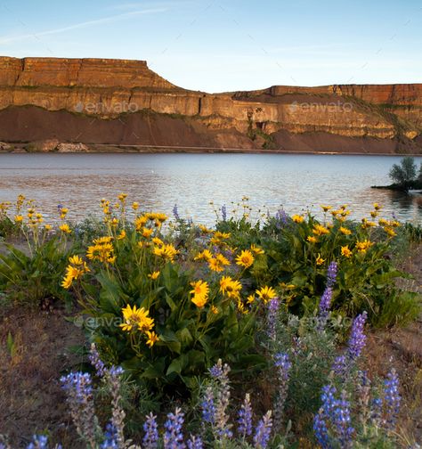 Meadow Mountain, Oregon Aesthetic, Landscape Meadow, Flower Forest, Child Of The Universe, Eastern Washington, Lake Washington, Eastern Oregon, Spring Wildflowers