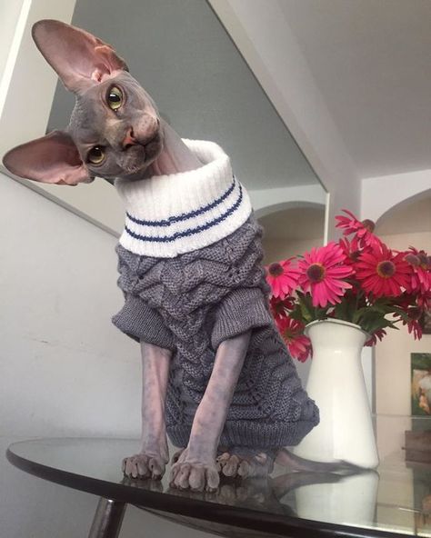 These 15 Sphynx Cats Are So Stylish They Will Make You Look Bad | PetPress Devon Rex, Cute Hairless Cat, Katt Grejer, Hairless Cats, Sphinx Cat, Dream's Cat, Prințese Disney, Animale Rare, Hairless Cat