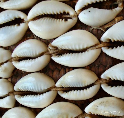 Cowry Shell, Cowrie Shells, African Trade Beads, Shell Beach, African Baskets, A Symbol, Cowrie Shell, A Sign, African Art