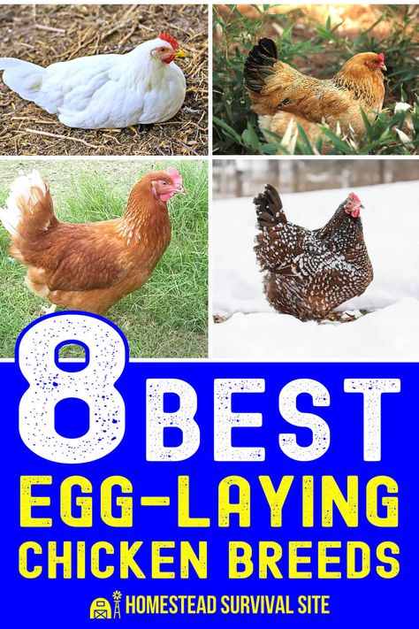 8 Best Egg-Laying Chicken Breeds Golden Comet Chicken, White Leghorn Chicken, Chickens Backyard Breeds, Chicken Breeds For Eggs, Rhode Island Red Hen, Leghorn Chickens, Wyandotte Chicken, Laying Chickens Breeds, Raising Chicken