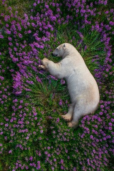 Polar Bear On Ice, Underwater Images, Arlington Texas, Pretty Animals, Arte Inspo, Polar Bears, Awesome Things, Animal Photo, 귀여운 동물