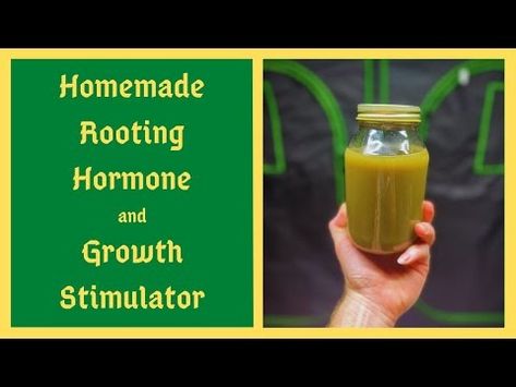 (4376) I Saved Thousands Of Dollars Using THIS Homemade Rooting Hormone and Plant Growth Stimulator - YouTube Homemade Rooting Hormone, Rooting Hormone Diy, Rooting Hormone, Growth Hormone, Root Growth, Plant Growth, Plants