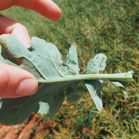 The green peach aphid – an insect found on the underside lower leaves of Canola, causes massive headaches for the ag industry. Last Thursday I spent the day with an agronomist looking at various farms and paddocks, and one of the key things we were looking at was this pest. Luckily, the green peach aphid was found in small numbers, and we didn’t find any eating the actual pod of the canola. Desiccation (freezing the plant’s growth at the stage when the plant is ready for harvest using chemica... The Stage, Headache, Frozen, Key, Plants, Green