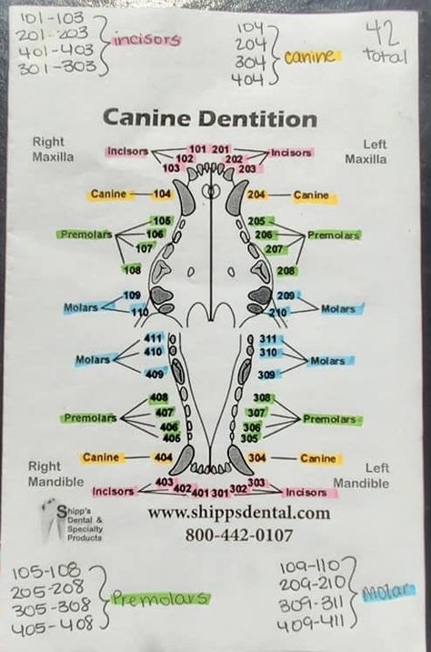 Vet Tech Uniform, Vet Med Terminology, Anesthesia Monitoring Vet Tech, Vet Anesthesia Monitoring, Vet Study Notes, Vet Tech Accessories, Vet Tech Essentials, Vet Tech Must Haves, Vet School Essentials