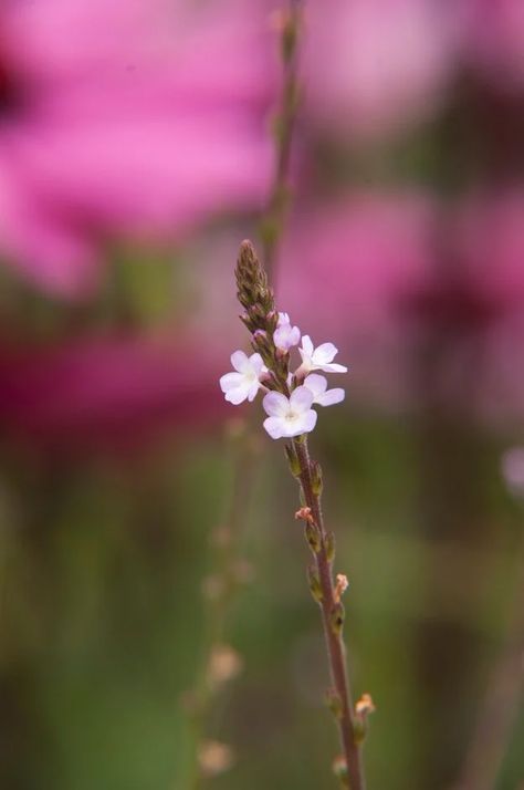 Verbena officinalis|common vervain/RHS Gardening How To Care For Verbena Plants, Verbena Bonariensis Combination, Verbena Bonariensis Border, Verbena Officinalis, Hampton Court Palace Gardens, Buy Plants Online, Verbena Officinalis Bampton, Plant Health, Wildlife Gardening