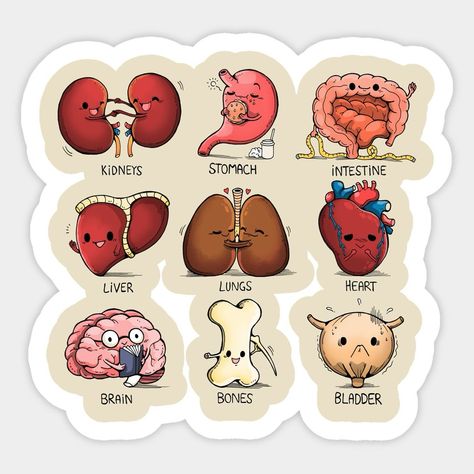 Which organ in the human body has the capacity to regenerate itself ❓🧑🏻‍⚕️📚🧠 Share your thoughts with us✨ Follow @medquizzone for more insights . . . . . . . . . . . . . . . #futuredoctor #instagram #instagood #InstaFamous #TrendingNow #test #ViralContent #tiktok #foryou #mcqs #ExplorePage #goingviral #500k #100k #newyork #canda #usa #uk #usmle #plab #nle #amc #haad #foryou Organs Stickers, Medical Stickers Aesthetic, Medicine Stickers, Biology Stickers, Anatomy Stickers, Science Doodles, Medical Stickers, Biology Art, Cute Easy Doodles