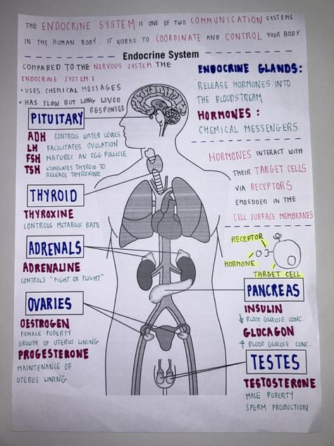 Human Endocrine System Notes, Endocrine Glands And Hormones Chart, Endocrine System Anatomy And Physiology, Endocrine Disorders Cheat Sheet, Endocrine Vs Exocrine Glands, Hormone Notes, Human Body Functions, Endocrine System Hormones Notes, Endocrine System Model