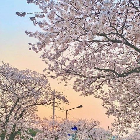 사진 촬영 포즈, Sakura Tree, Japan Aesthetic, Aesthetic Japan, Japanese Aesthetic, Blossom Trees, City Aesthetic, Nature Aesthetic, Pretty Places