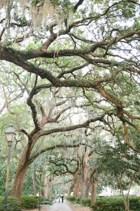 Savannah Photoshoot, Forsyth Park Savannah, Savannah Georgia Travel, Dreams Really Do Come True, Historic Savannah, Visit Savannah, Downtown Savannah, Forsyth Park, Georgia Travel