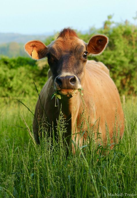 Milking Cow, Cow Grazing, Skai Jackson, Jersey Cow, Brown Cow, Cow Calf, Sweet Lady, Jersey Girl, Down On The Farm