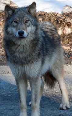 beautiful grey wolf Photo by Soren Hedberg, 2010. Wolf World, Wolf Images, Wolf Pup, Wolf Tattoo Design, Wolf Photos, Timber Wolf, Gray Wolf, Wolf Love, Wild Wolf