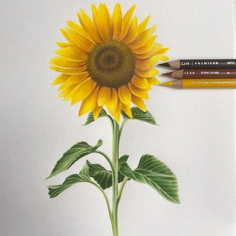 Scarlet ✍🏻 on Instagram: “🌻 sunflower coloured pencil drawing • • Materials used: @seawhiteofbrighton cartridge paper 📝 @prismacolor coloured pencils 🌈 @uniballco…” Pencil Colour Drawing Flower, Sunflower Sketches, Prismacolor Drawing, Drawing Materials, Color Pencil Illustration, Sunflower Drawing, Sunflower Colors, Pen Art Drawings, Sunflower Painting