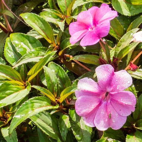 New Guinea Impatiens, Garden Problems, 80th Birthday Cards, Flowering Shrubs, New Guinea, Nature Garden, Garden Boxes, Pink Summer, Types Of Plants