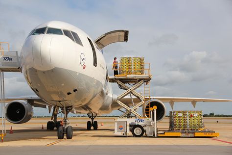 Lufthansa Cargo MD-11F freighter Amsterdam Airport Schiphol, Cargo Airlines, Air Freight, Cargo Services, Air Cargo, Civil Aviation, Cargo Shipping, Work Design, International Airport