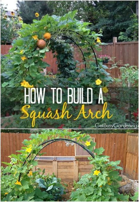 Beautiful Arched Trellis Squash Arch, Vegetable Trellis, Garden Arch Trellis, Raised Vegetable Gardens, Diy Garden Trellis, Arch Trellis, Trellis Ideas, Vertical Vegetable Garden, Vegetable Garden Planning