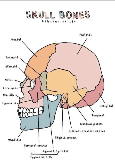 Anatomy Diagrams Aesthetic, Neet Biology Diagrams, Brain Study Notes, The Brain Anatomy, Skull Diagram, Study Tips And Tricks, Cranial Bones, Anatomy Diagrams, Studying Anatomy