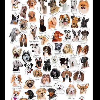 Kimmi Dallimore (@kimmithehat) • Instagram photos and videos Dog Breeds Chart, Dog Types, Chaotic Energy, Fruit Art Print, Pitbull Art, Illustration Dog, Dog Varieties, Type Illustration, Dog Hacks