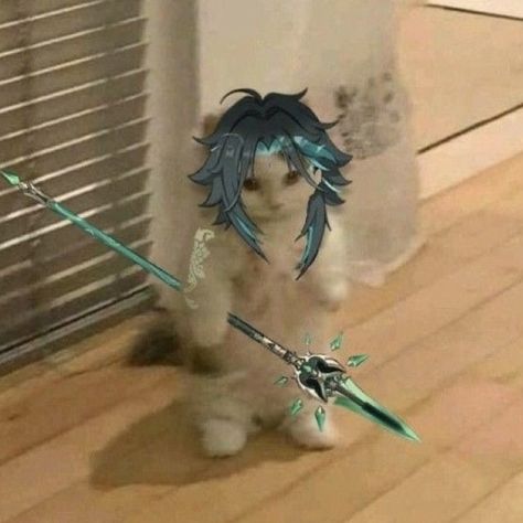 xiao cat pfp Xiao Cat, Pop Cat, Cat Pfp, Man Up Quotes, Harry Potter Anime, Silly Cats, I'm A Simp, Cat Memes, Profile Picture