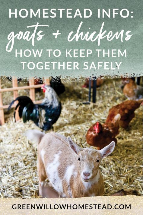 Chickens And Goats Together, Goat Keeping, Chickens And Goats, Goats And Chickens, Homestead Hacks, How To Keep Chickens, Homestead Livestock, Nigerian Goats, Chickens 101